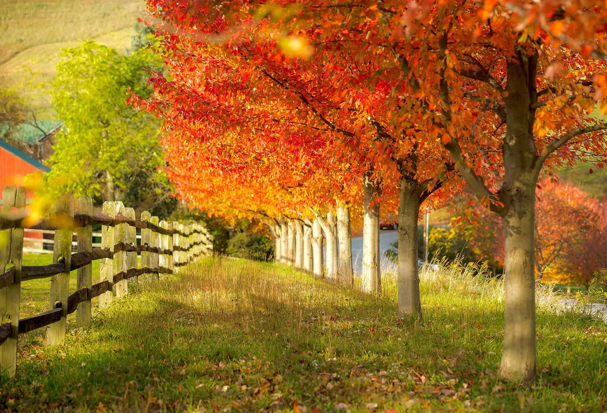 Fall background 0926d6e8 8567 443d 9f3c 8545e5615753